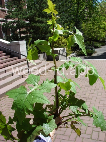 lettuce, wall